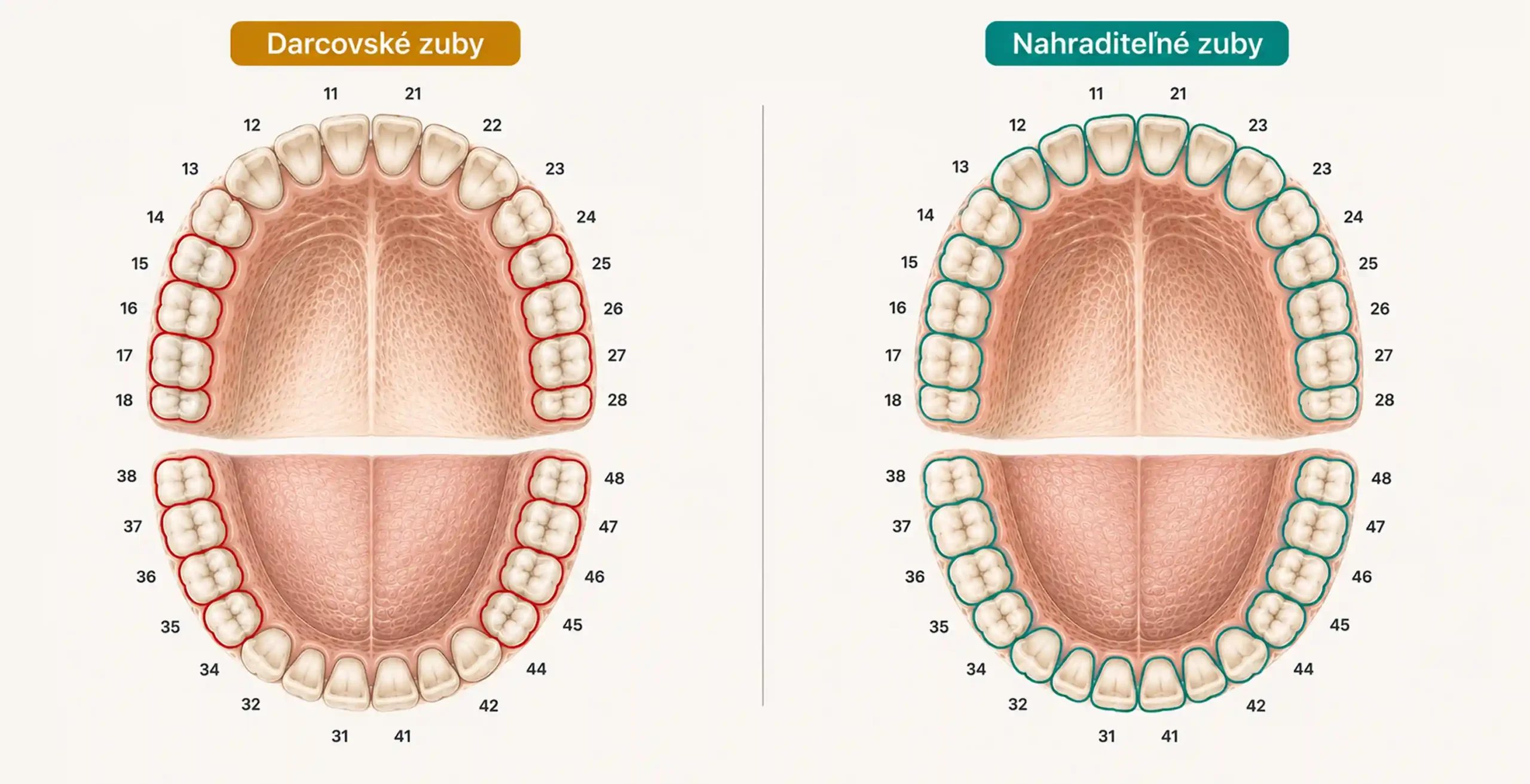 autotransplantácia denticon v02